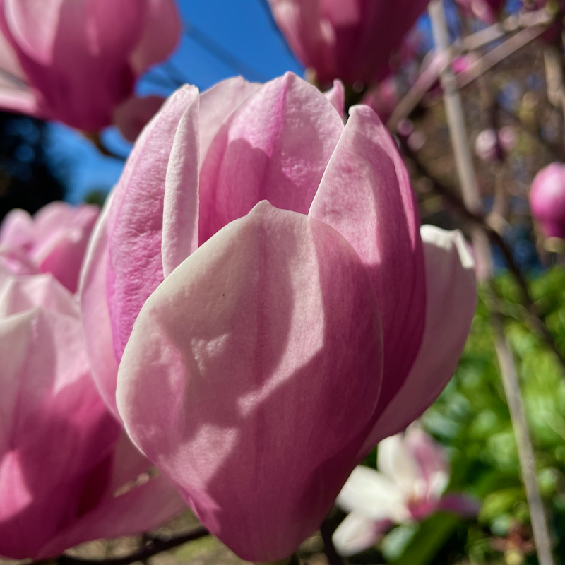 Spring dogwood tree flower